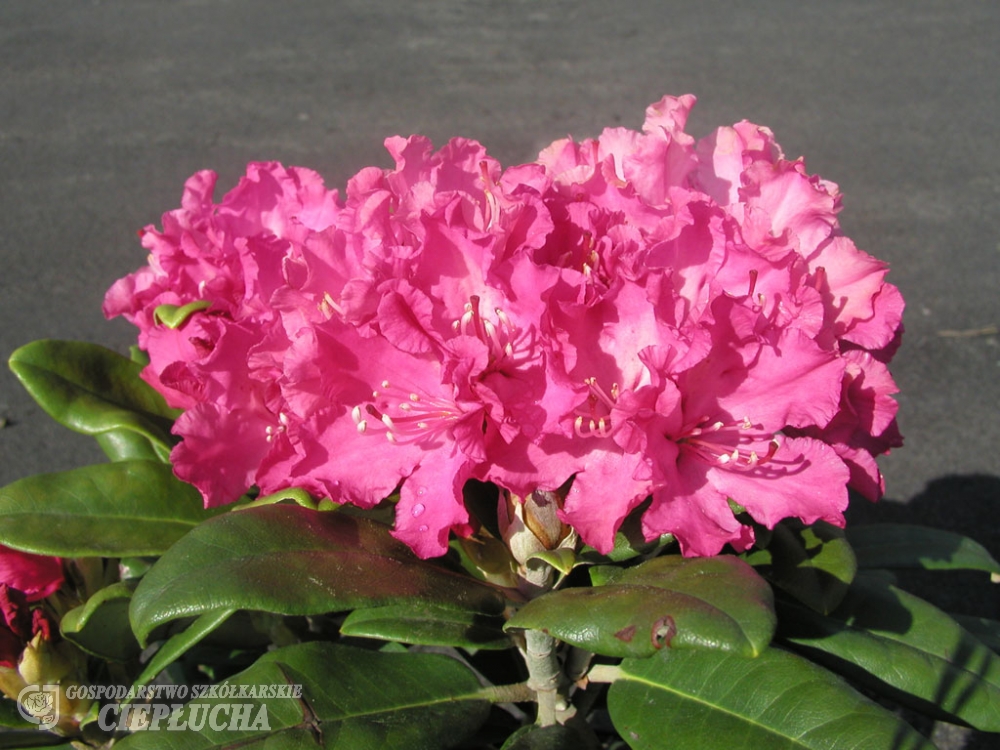 Рододендрон гибридный Хеллики